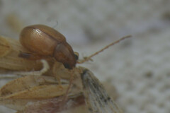 Chrysomelidae