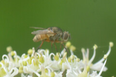 Brachycera