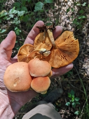 Gymnopilus luteofolius