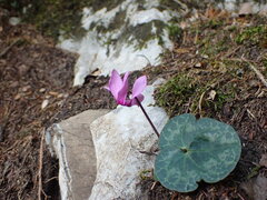 Cyclamen purpurascens