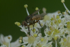 Brachycera