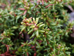 Kalmia procumbens