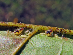 Periphyllus lyropictus