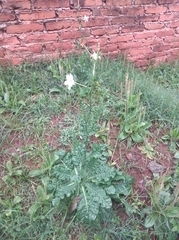 Nicotiana longiflora