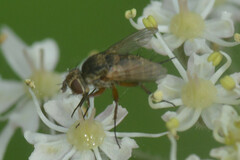 Brachycera