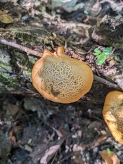Gymnopilus luteofolius