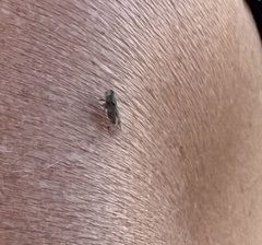 Melanoliarus placitus