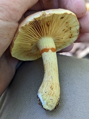 Gymnopilus luteofolius