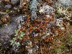 Solorina crocea
