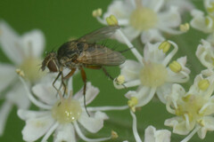 Brachycera
