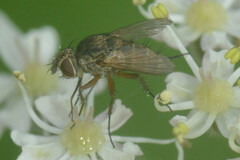 Brachycera