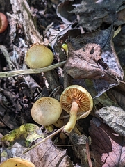 Gymnopilus luteofolius
