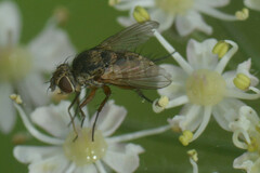 Brachycera