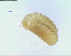 Torymidae