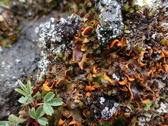 Solorina crocea