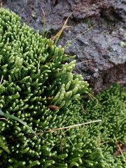 Diphasiastrum alpinum