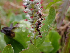 Myrmica