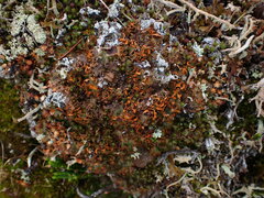 Solorina crocea