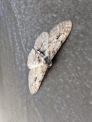 Iridopsis vellivolata