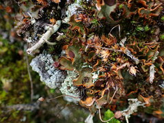 Solorina crocea