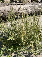 Amaranthus tuberculatus