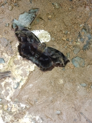 Achlyodes busirus