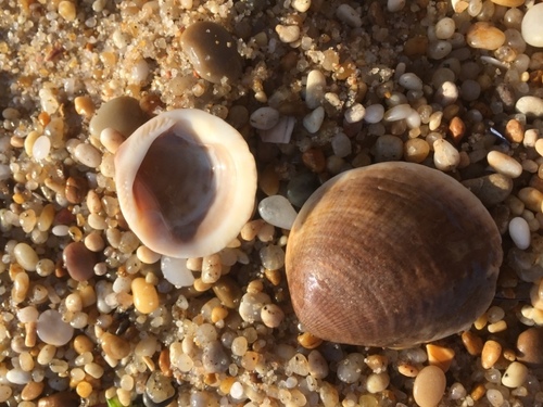 Glycymeris glycymeris