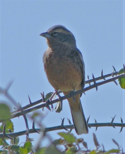 Cinnamon Warbling Finch (Poospiza ornata), photo 8