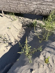 Amaranthus tuberculatus