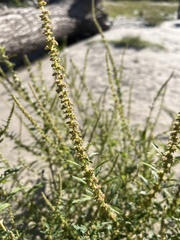 Amaranthus tuberculatus