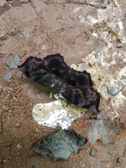 Achlyodes busirus