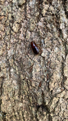 Parcoblatta pennsylvanica