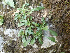 Globularia cordifolia