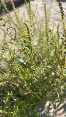 Amaranthus tuberculatus