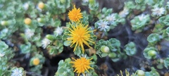 Ericameria cuneata macrocephala