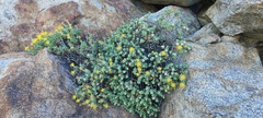 Ericameria cuneata macrocephala