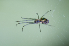 Leucauge