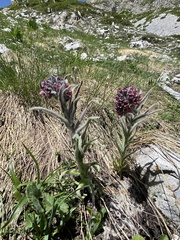 Cynoglossum magellense