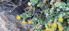 Ericameria cuneata macrocephala