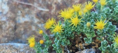 Ericameria cuneata macrocephala