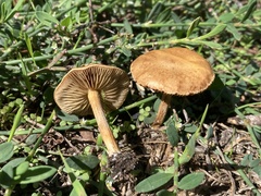 Agrocybe