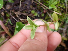 Veronica wormskjoldii