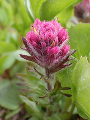 Castilleja parviflora
