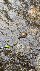 Oxychilus draparnaudi