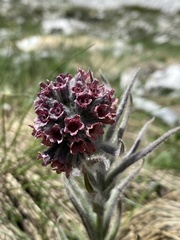 Cynoglossum magellense