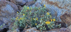Ericameria cuneata macrocephala