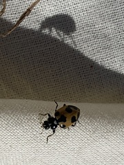 Hippodamia parenthesis