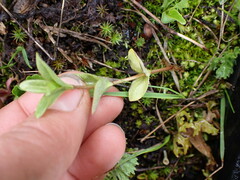Veronica wormskjoldii