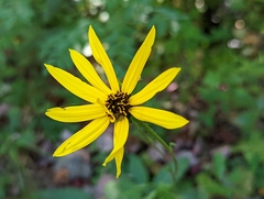 Helianthus atrorubens