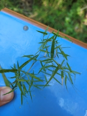 Dichanthelium microcarpon
